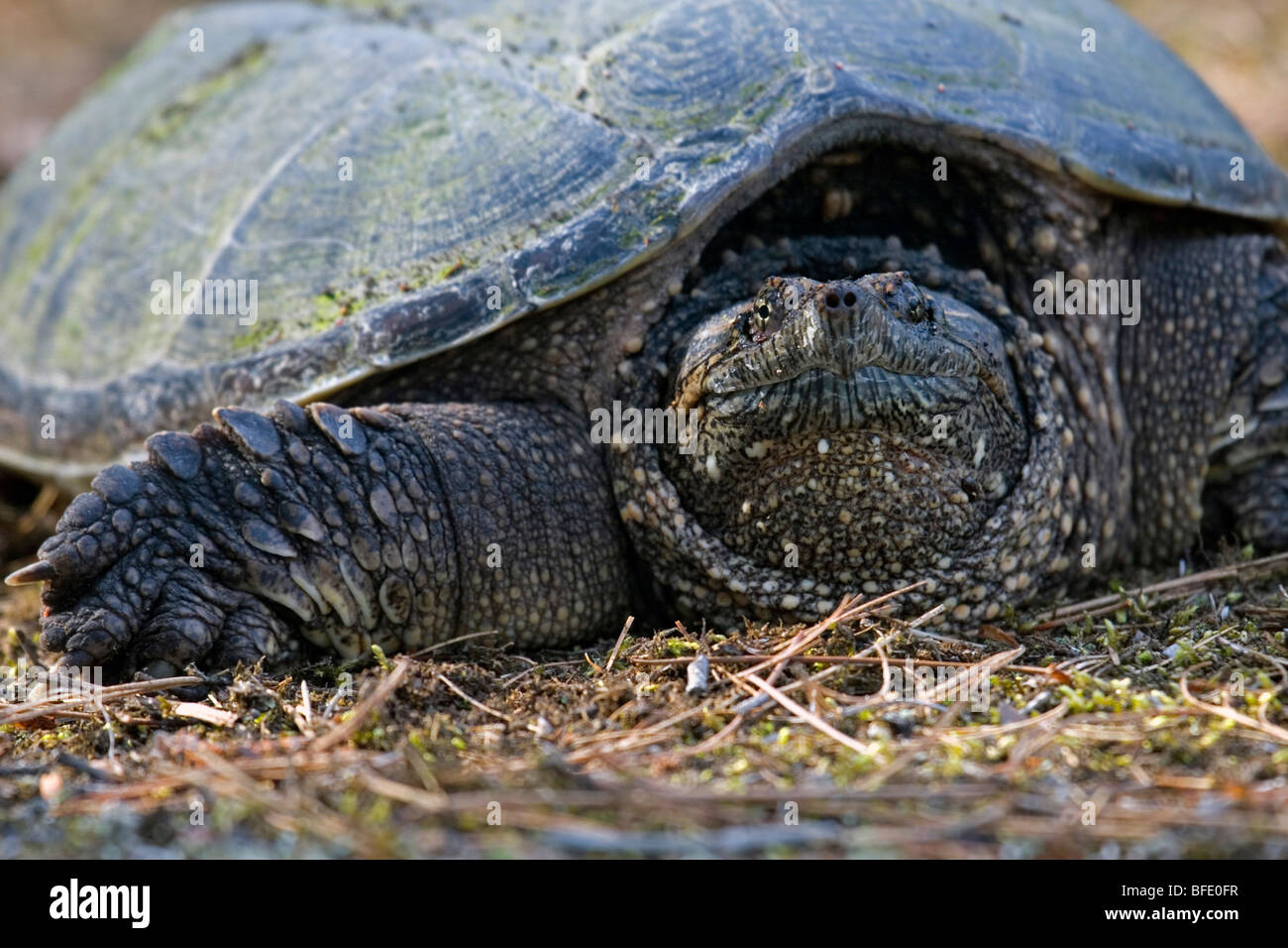 Close-up of snapping turtle (Chelydra serpentina) sitting comfortably on the trail, unwilling to move, Atikokan, Ontario, Canada Stock Photo
