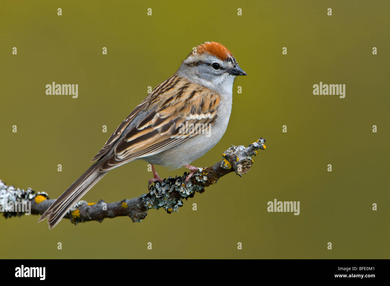 Chipping sparrow (Spizella passerina) on perch at Mount Tolmie Park, Saanich, British Columbia, Canada Stock Photo