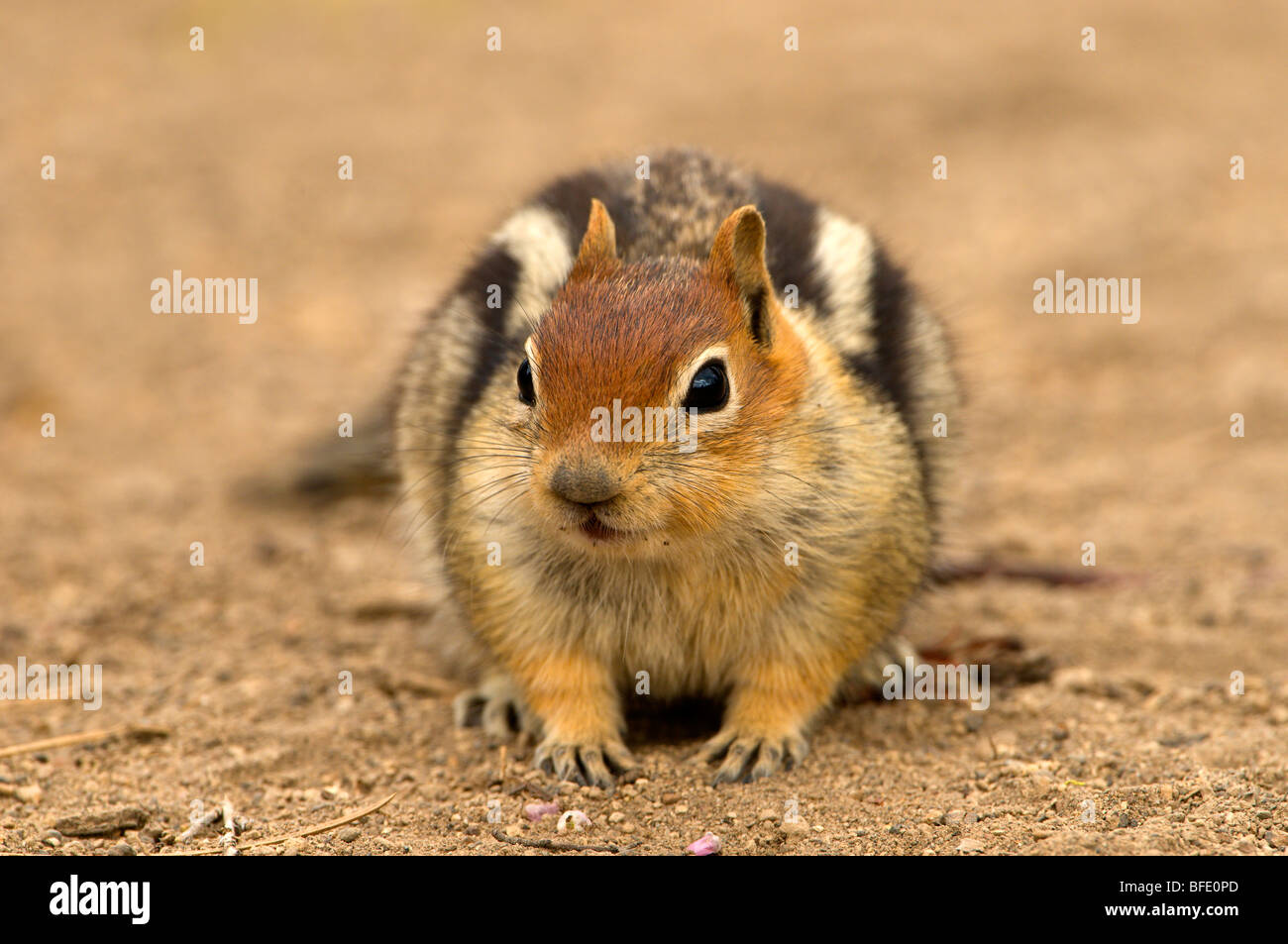 Golden-mantled ground squirrel (Spermophilus lateralis) at Deschutes National Forest, Oregon, USA Stock Photo