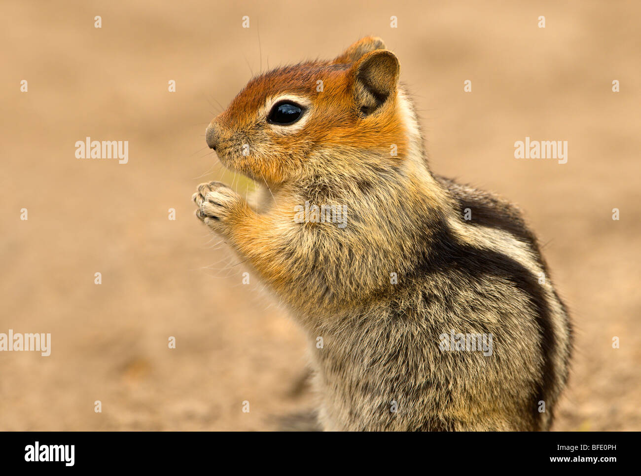 Golden-mantled ground squirrel (Spermophilus lateralis) at Deschutes National Forest, Oregon, USA Stock Photo