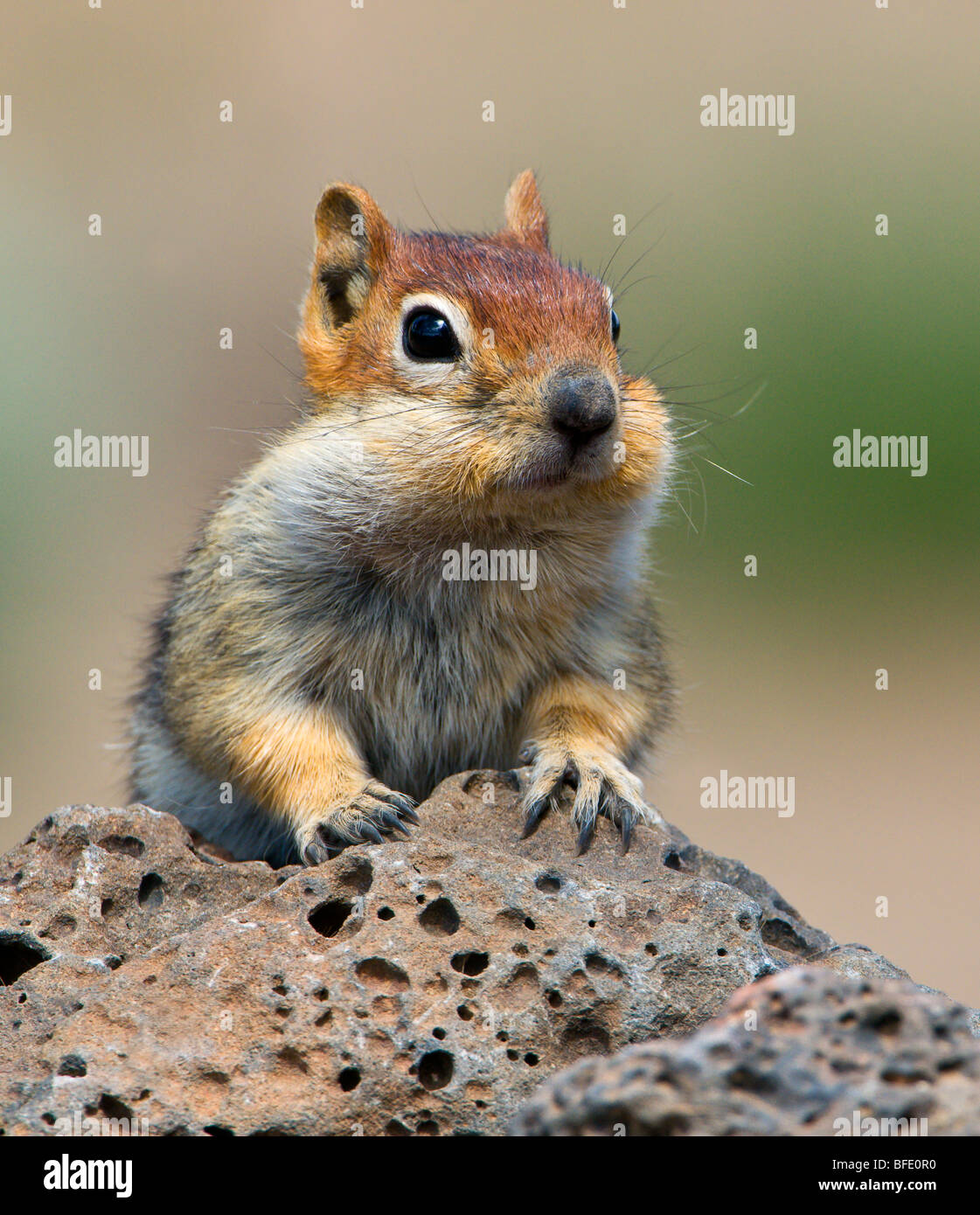 Golden-mantled ground squirrel (Spermophilus lateralis) at Deschutes National Forest, Oregon, USA Stock Photo
