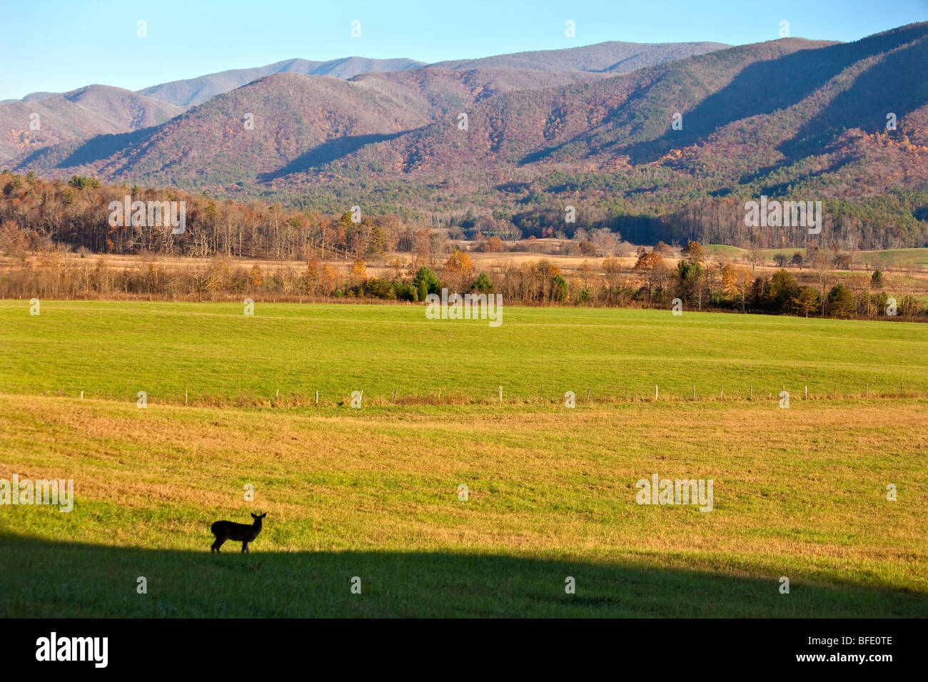Deer, Cades Cove, Great Smoky Mountains National Park, Tennessee Stock Photo