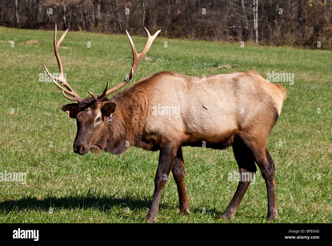 Elk, Oconaluftee, Great Smoky Mountains National Park, North Carolina