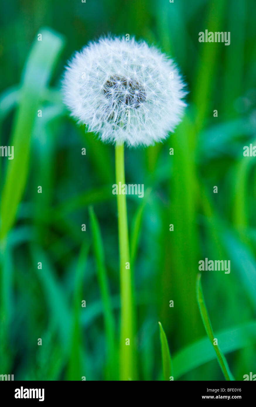 Closeup view of a single dandelion plant showing its achenes or dandelion clocks. Seattle, Washington, USA. Stock Photo