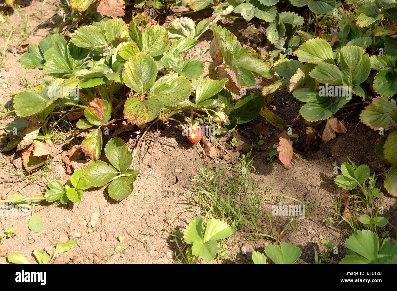 Strawberries growing in a small private garden Stock Photo - Alamy
