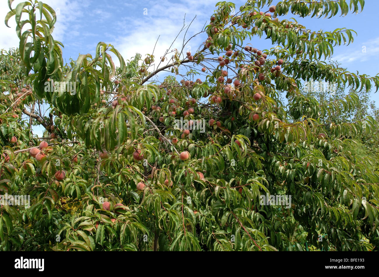 Peach tree with many peaches. Stock Photo