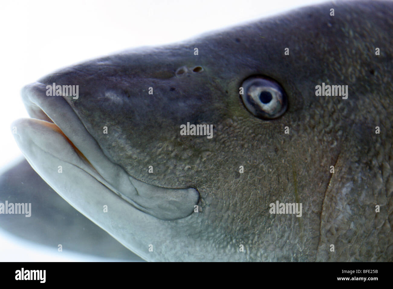 Fish mouth and eye Stock Photo Alamy