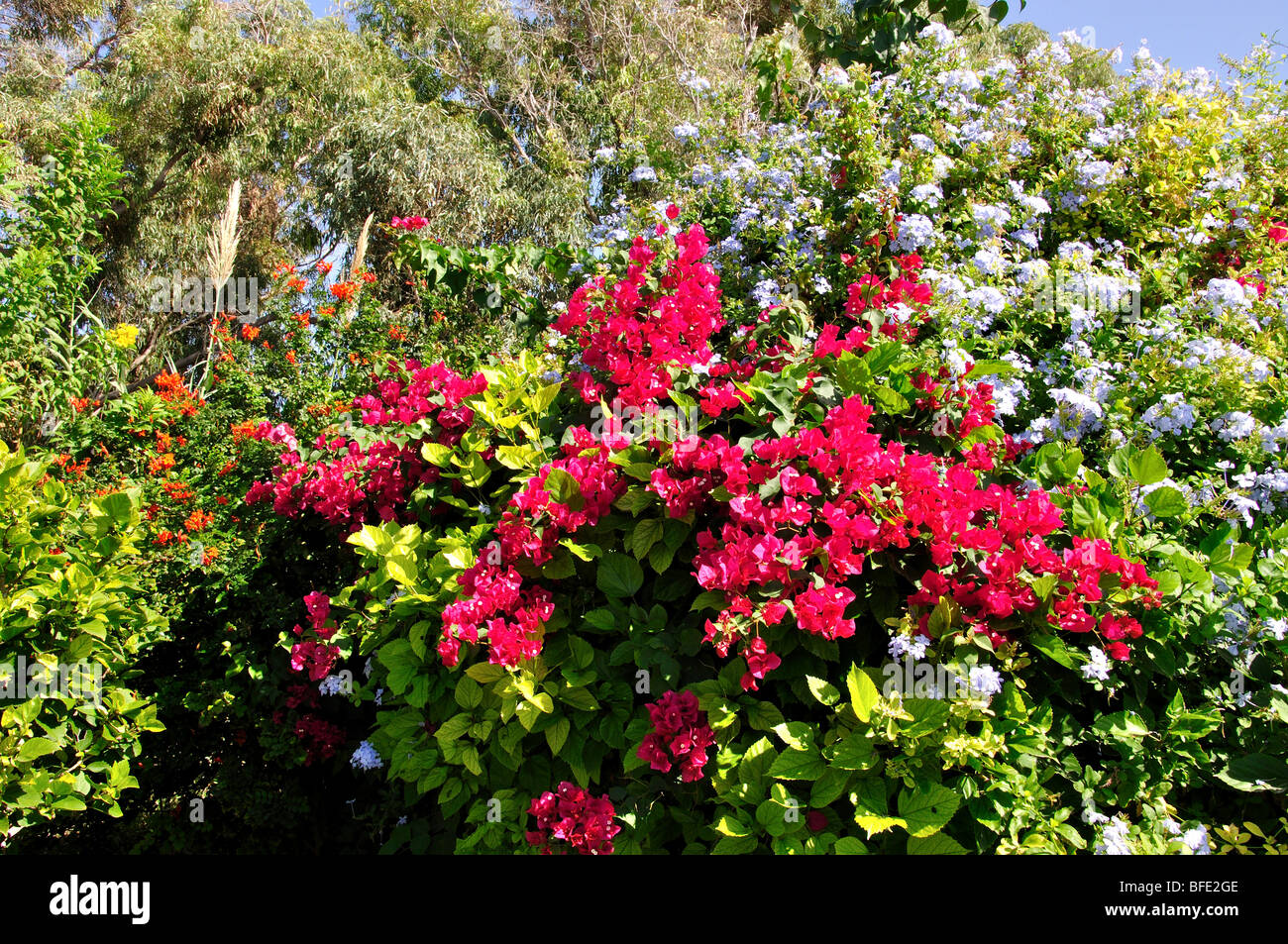 Colourful flower garden, Nissi Beach, Ayia Napa, Famagusta District