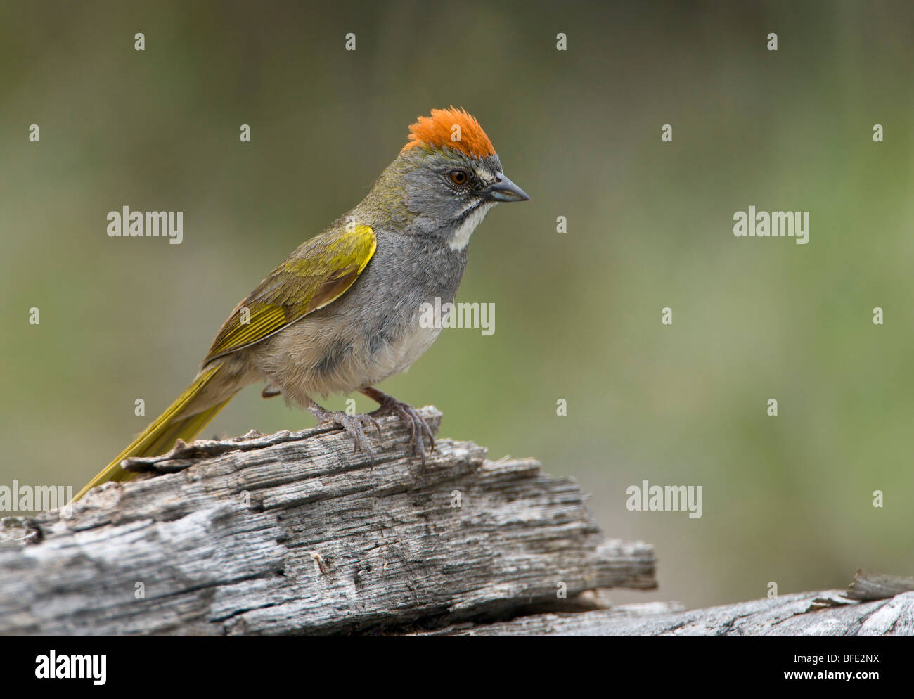 Green-tailed towhee (Pipilo chlorurus) perched on log in Deschutes National Forest, Oregon, USA Stock Photo