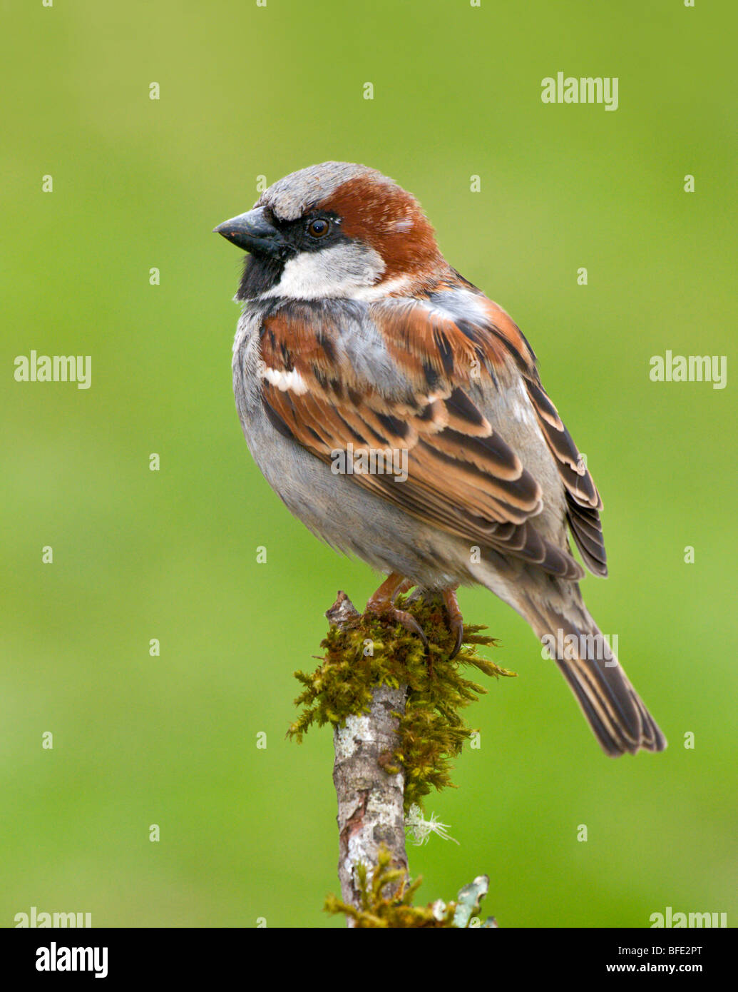 Male House sparrow (Passer domesticus) on perch at Victoria, Vancouver Island, British Columbia, Canada Stock Photo