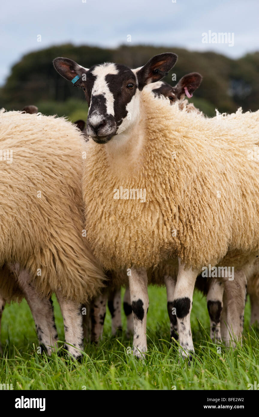 North of England Mule gimmers in fields - Northumberland Stock Photo