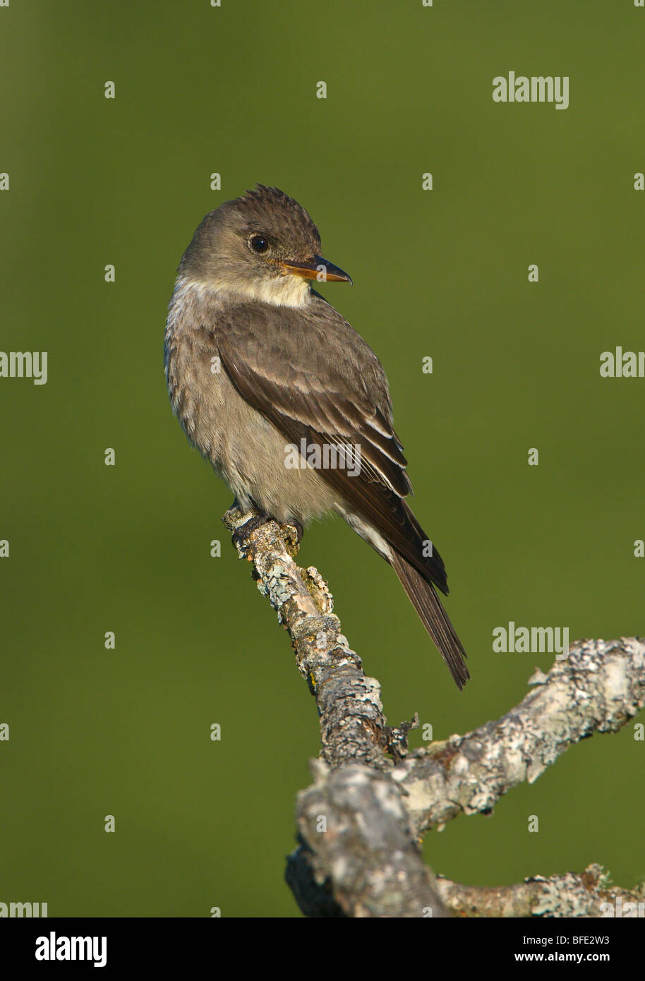 Olive-sided flycatcher (Contopus cooperi) perched on Garry oak branch at Observatory Hill, Saanich, British Columbia, Canada Stock Photo