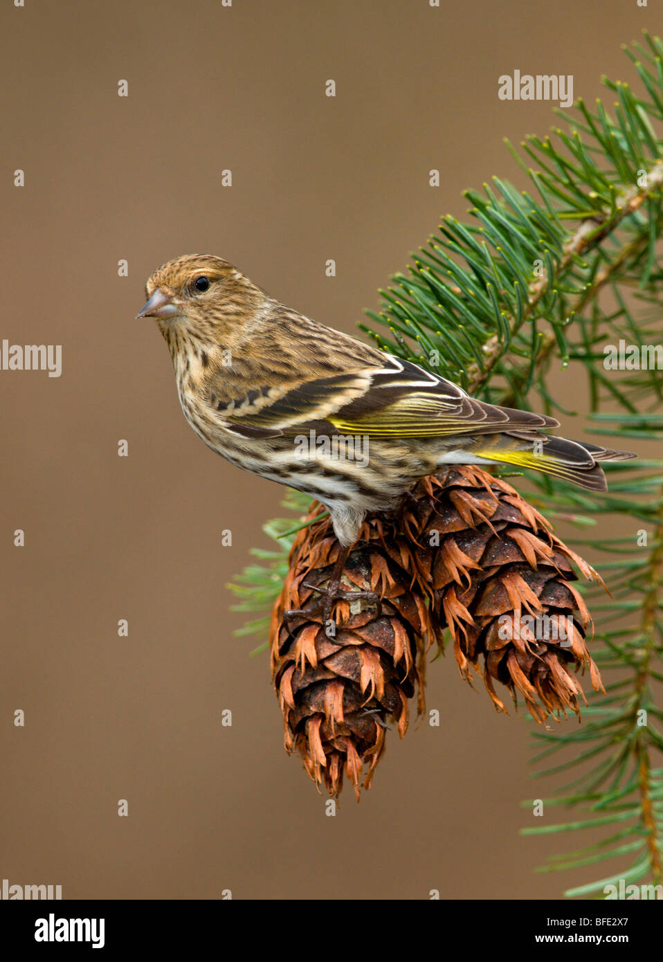 Pine siskin (Carduelis pinus) perched on fir cones in Victoria, Vancouver Island, British Columbia, Canada Stock Photo
