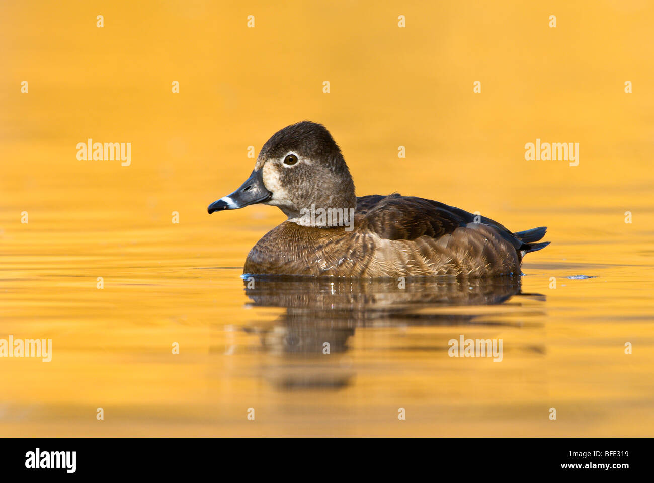 Ring-necked duck - Wikiwand