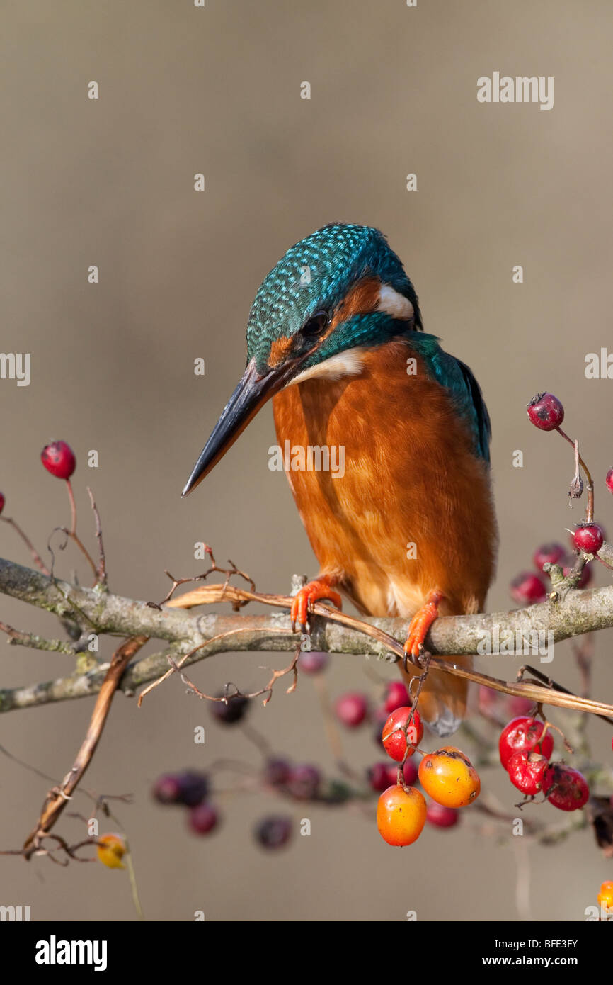 Alcedo atthis kingfisher on branch with coloured berries color red Stock Photo