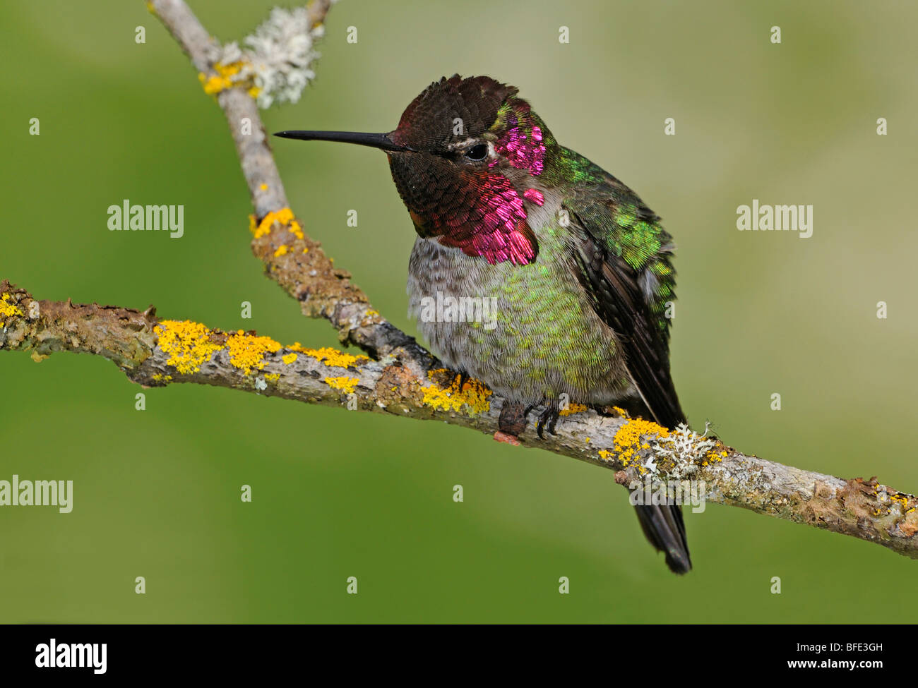 Male Anna's hummingbird (Calypte anna) on perch in Victoria, Vancouver