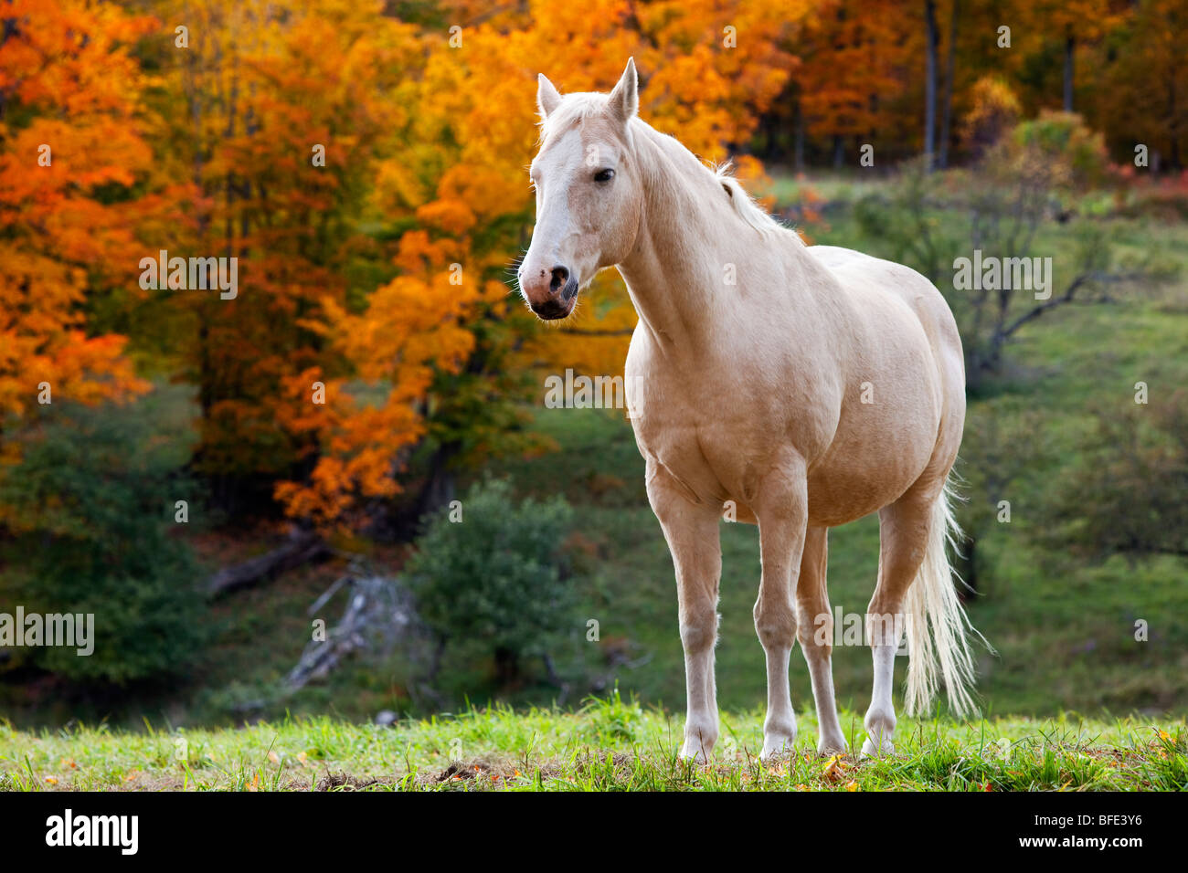 White horse in autumn near Pomfret Vermont USA Stock Photo