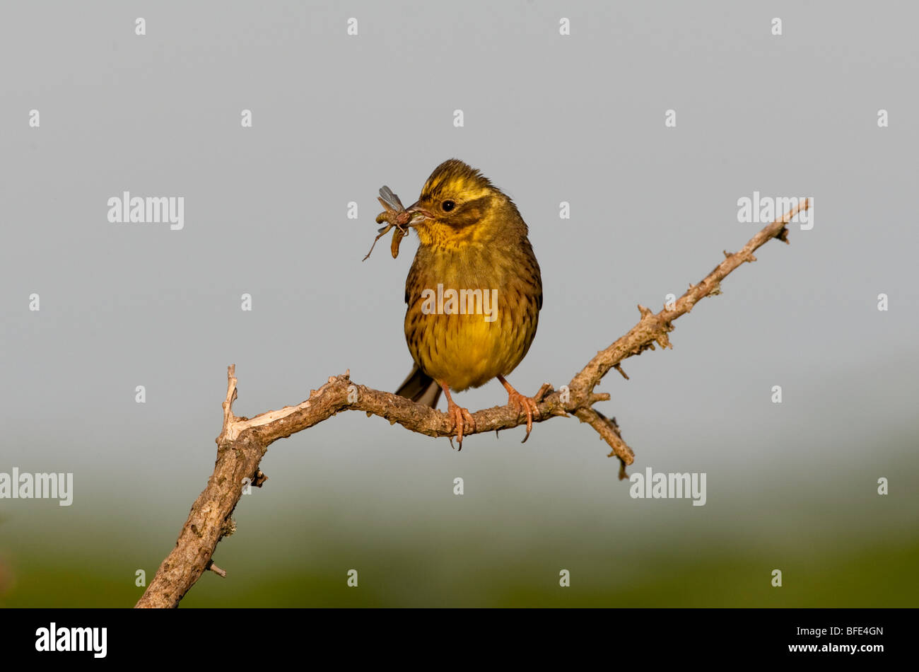Emberiza citrinella, Yellowhammer with insect prey Stock Photo