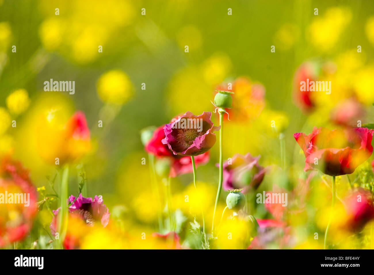 papaver rhoeas - red poppy in amongst yellow flowers Stock Photo