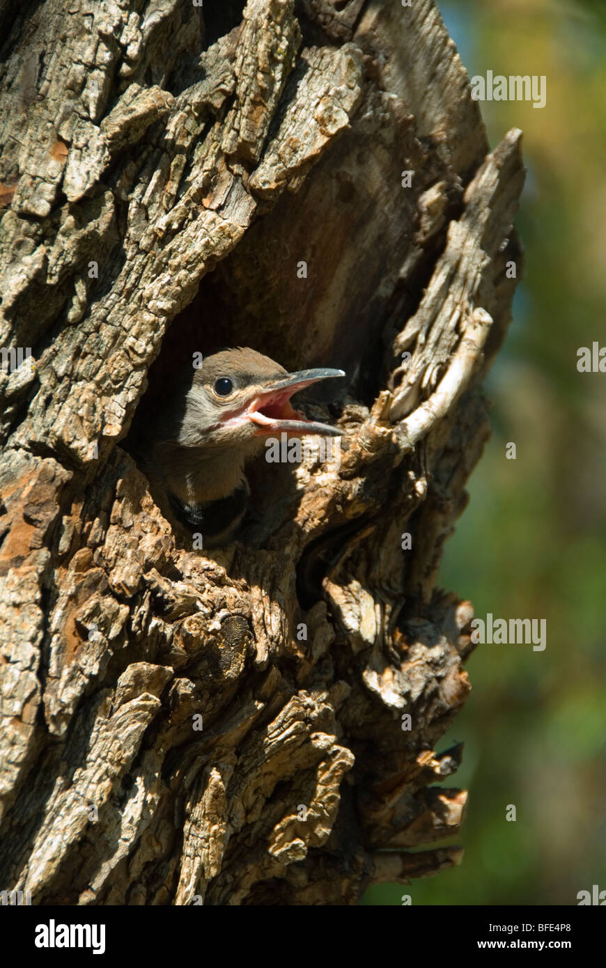 A Red-shafted flicker peers out from a nest at Okanagan Falls Provincial Park in British Columbia, Canada Stock Photo