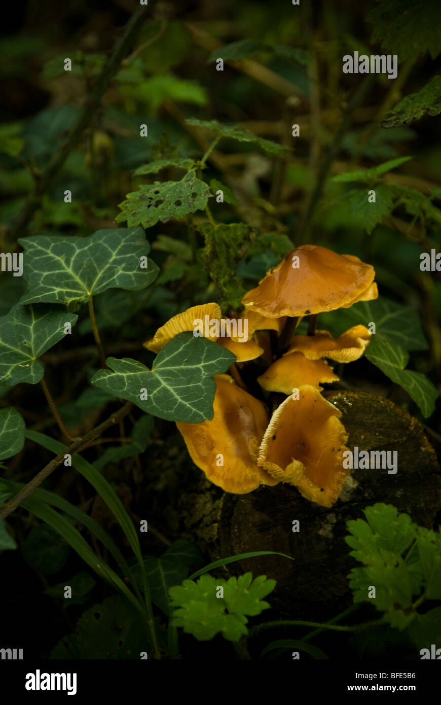 Sheathed Woodtuft yellow fungus Stock Photo