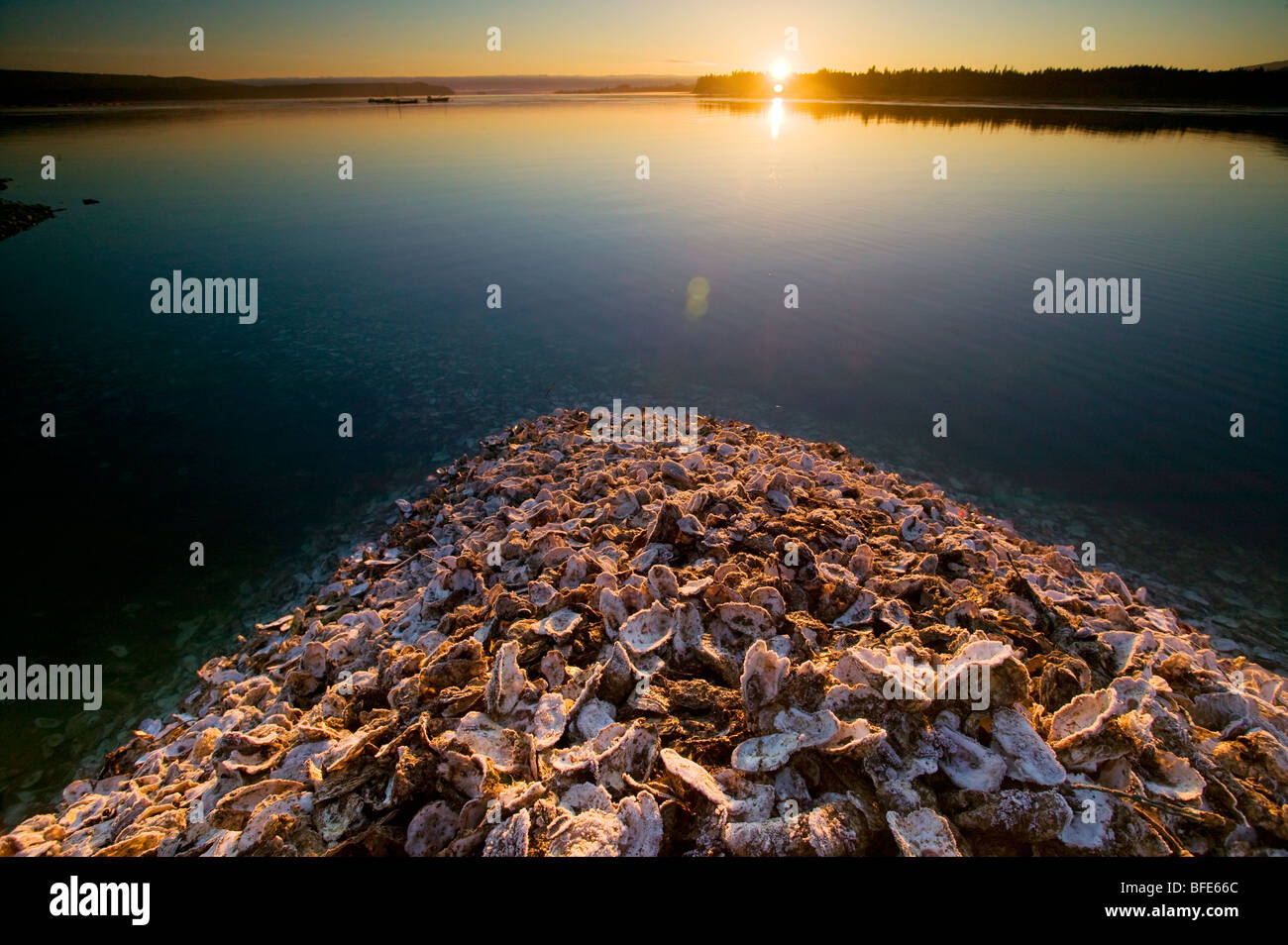 Shucked oyster shell, Fanny Bay, Vancouver Island, British Columbia, Canada Stock Photo