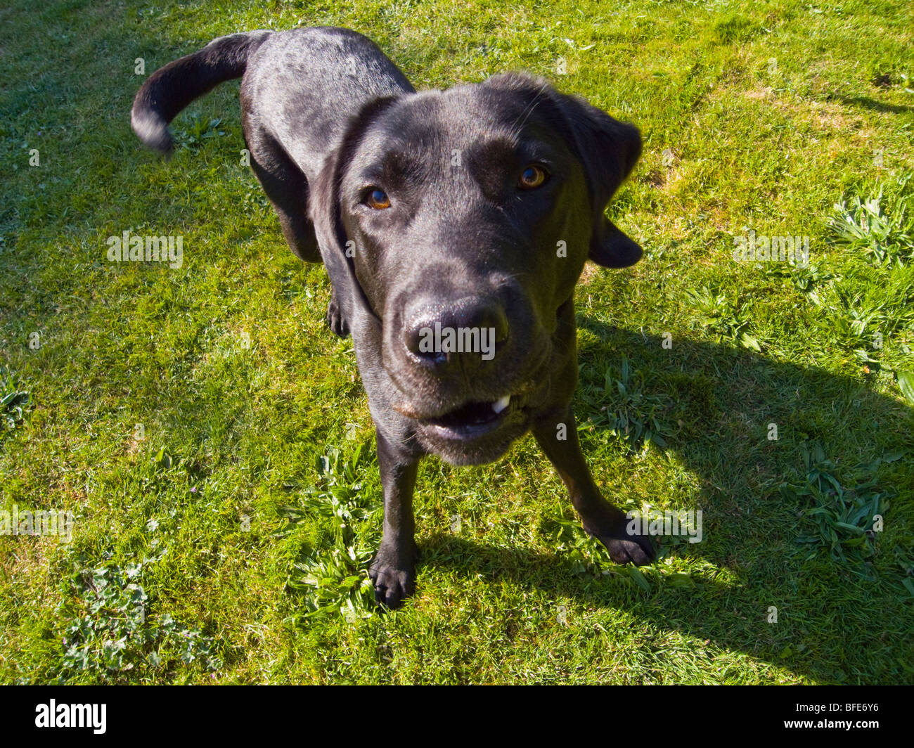 Cheeky looking Black Labrador looking into camera Stock Photo - Alamy