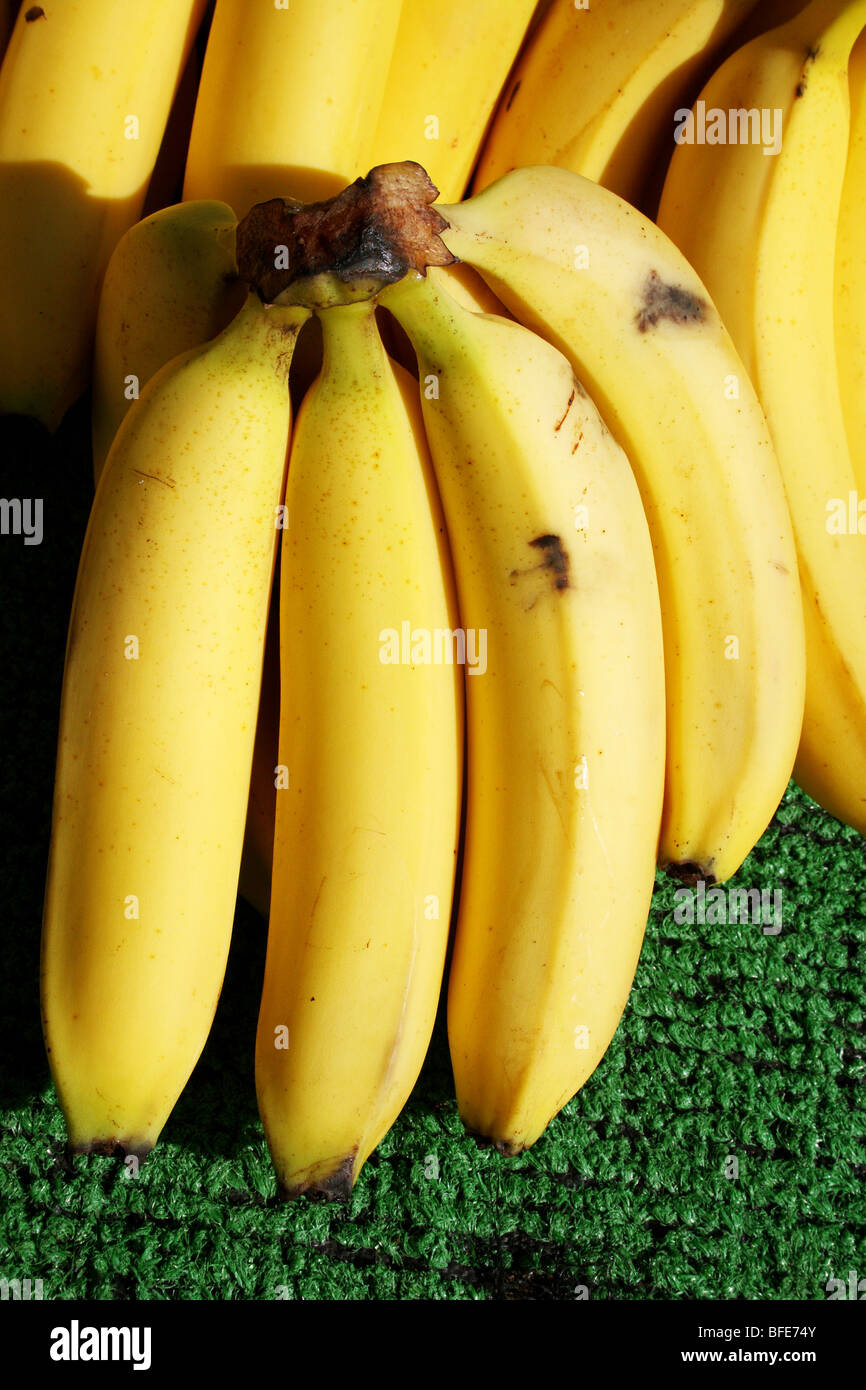 Banana Musa species a Yellow fruit in the Family Musaceae Stock Photo ...