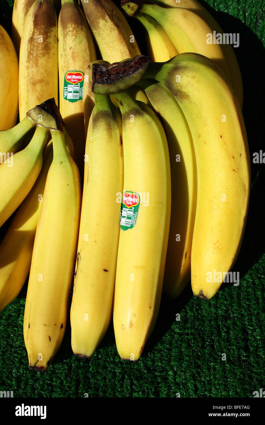Banana Musa species a Yellow fruit in the Family Musaceae Stock Photo ...