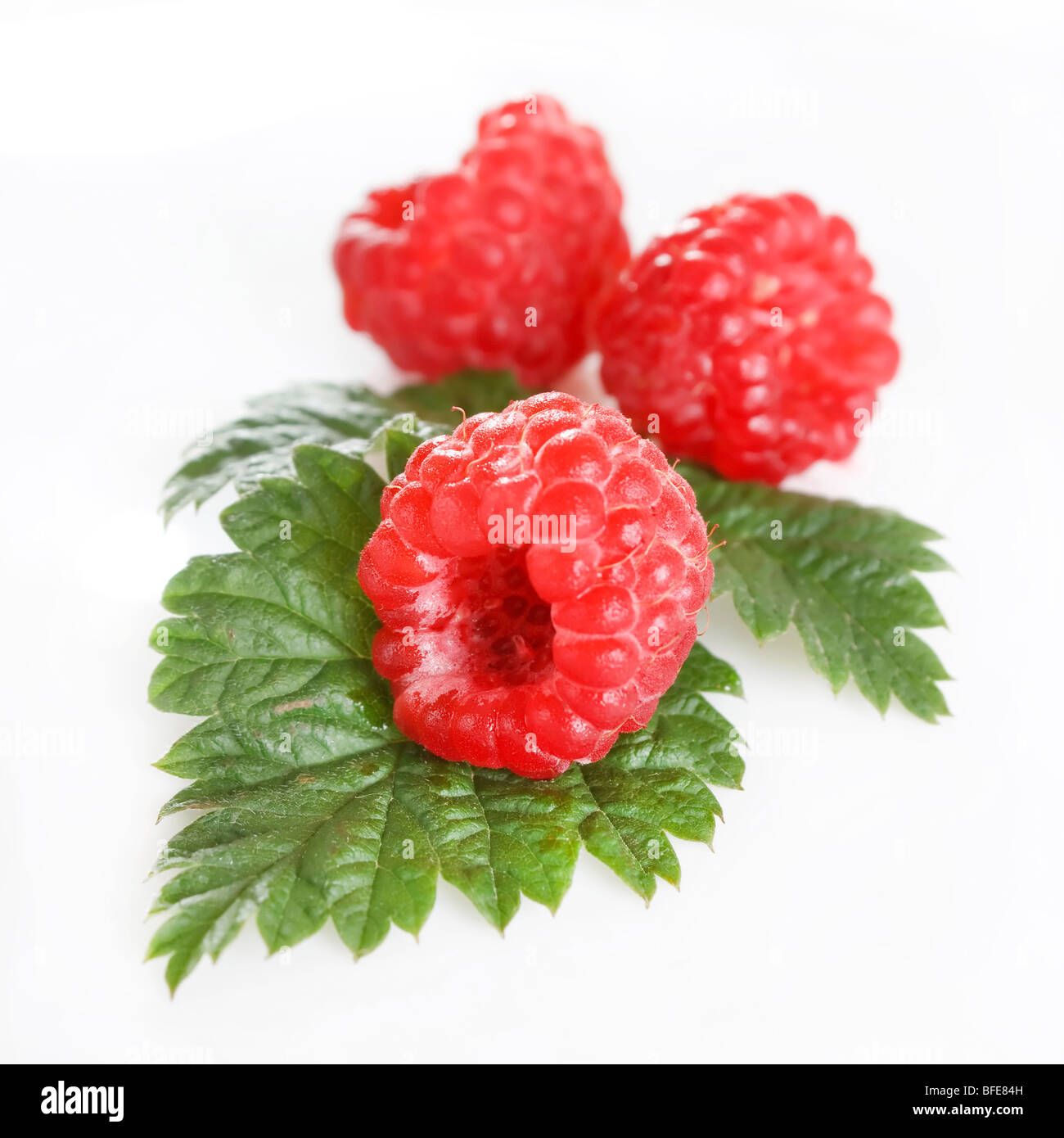 Fresh raspberries leaves summer hi-res stock photography and images - Alamy