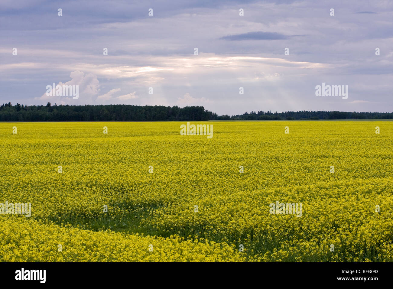 Canola field near Winnipeg, Manitoba, Canada Stock Photo