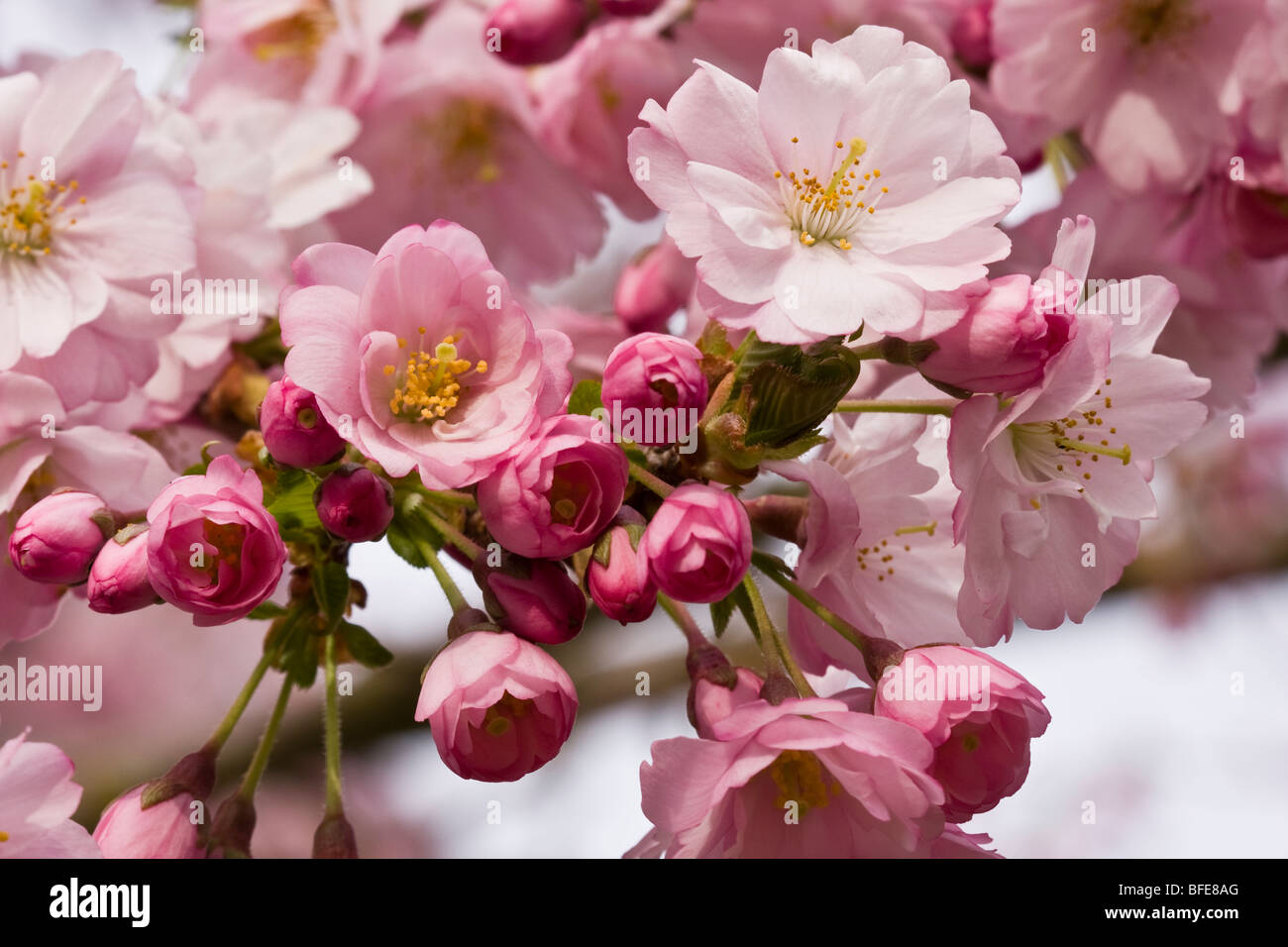 Close-up of flowers on a cherry blossom (Sakura) tree in Vancouver, British Columbia, Canada Stock Photo