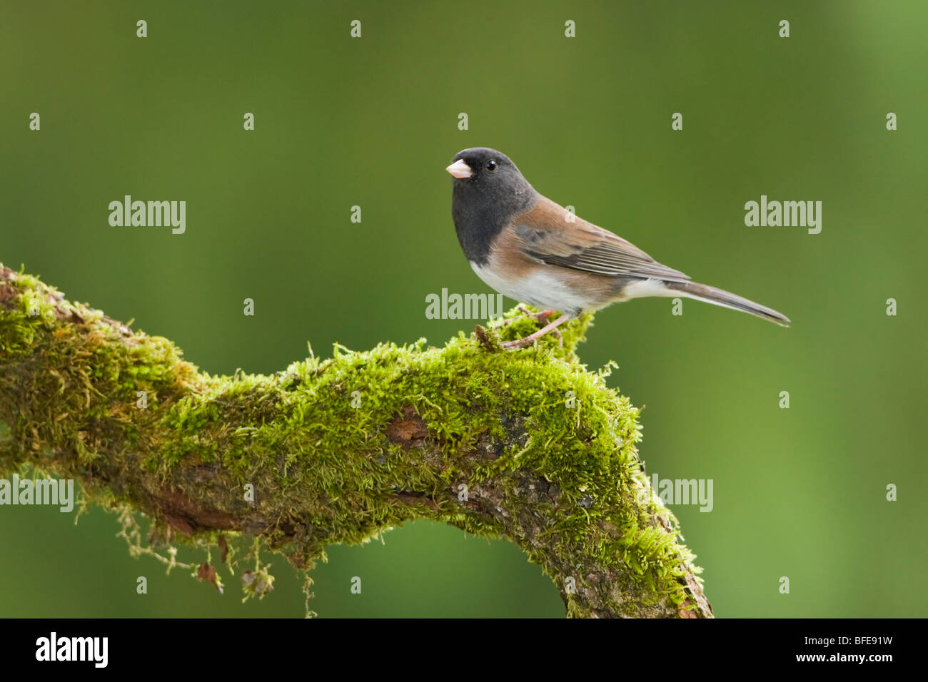 A Dark-eyed junco (Junco hyemalis) perches on a mossy branch in Victoria, Vancouver Island, British Columbia, Canada Stock Photo