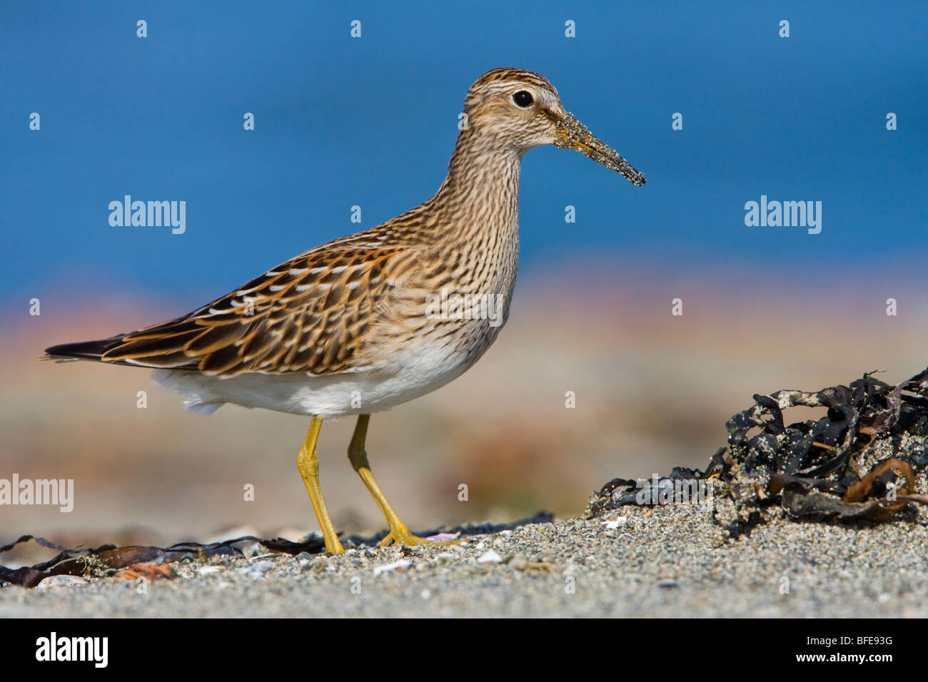 A Pectoral sandpiper (Calidris melanotos) feeds along the shoreline in Victoria, Vancouver Island, British Columbia, Canada Stock Photo