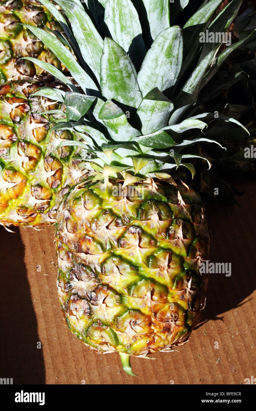 Pineapple Fruit Ananas comosus Family Bromeliaceae Stock Photo Alamy