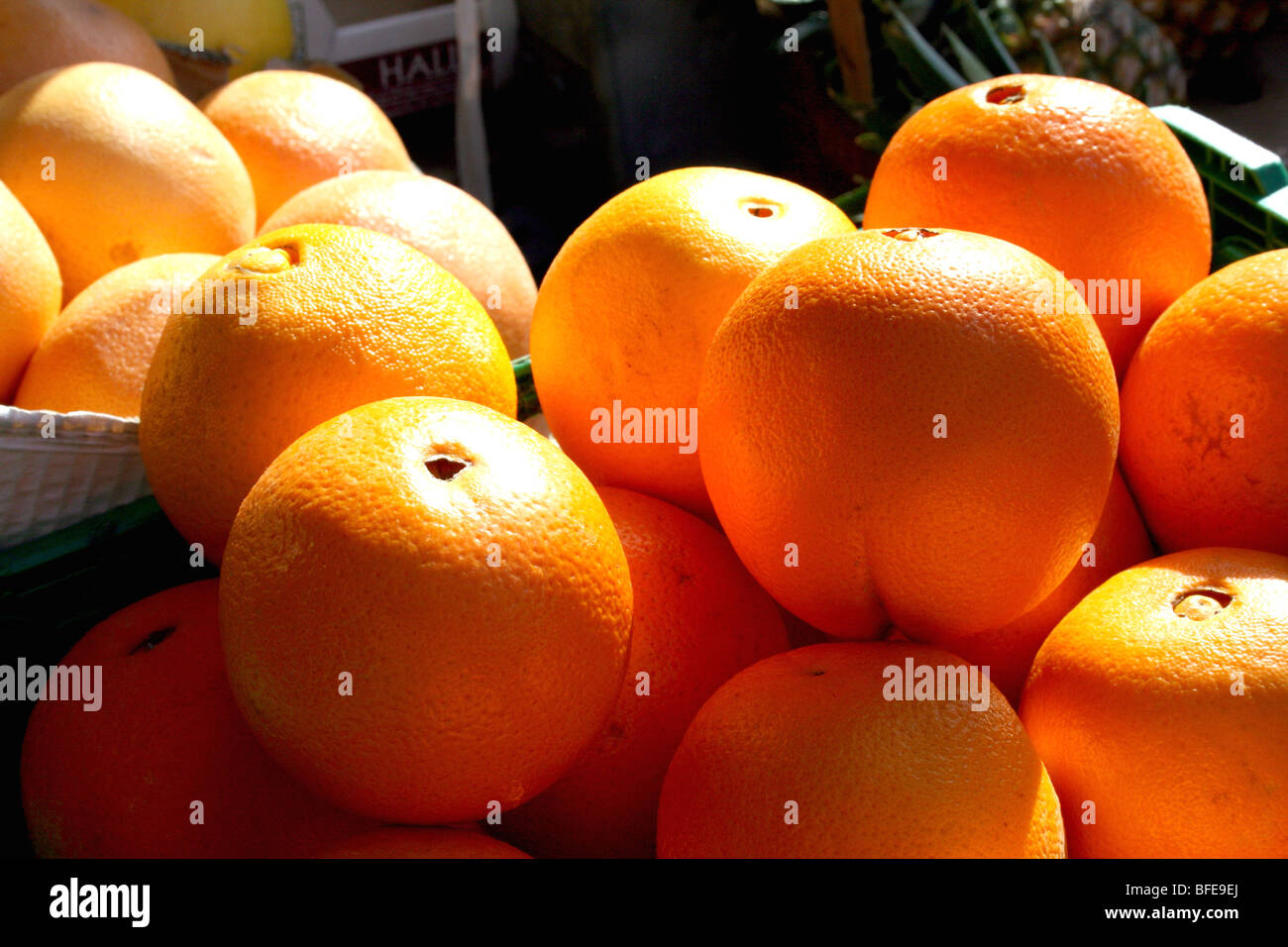 Oranges a Citrus fruit rich in Vitamin C in the Family Rutaceae Stock