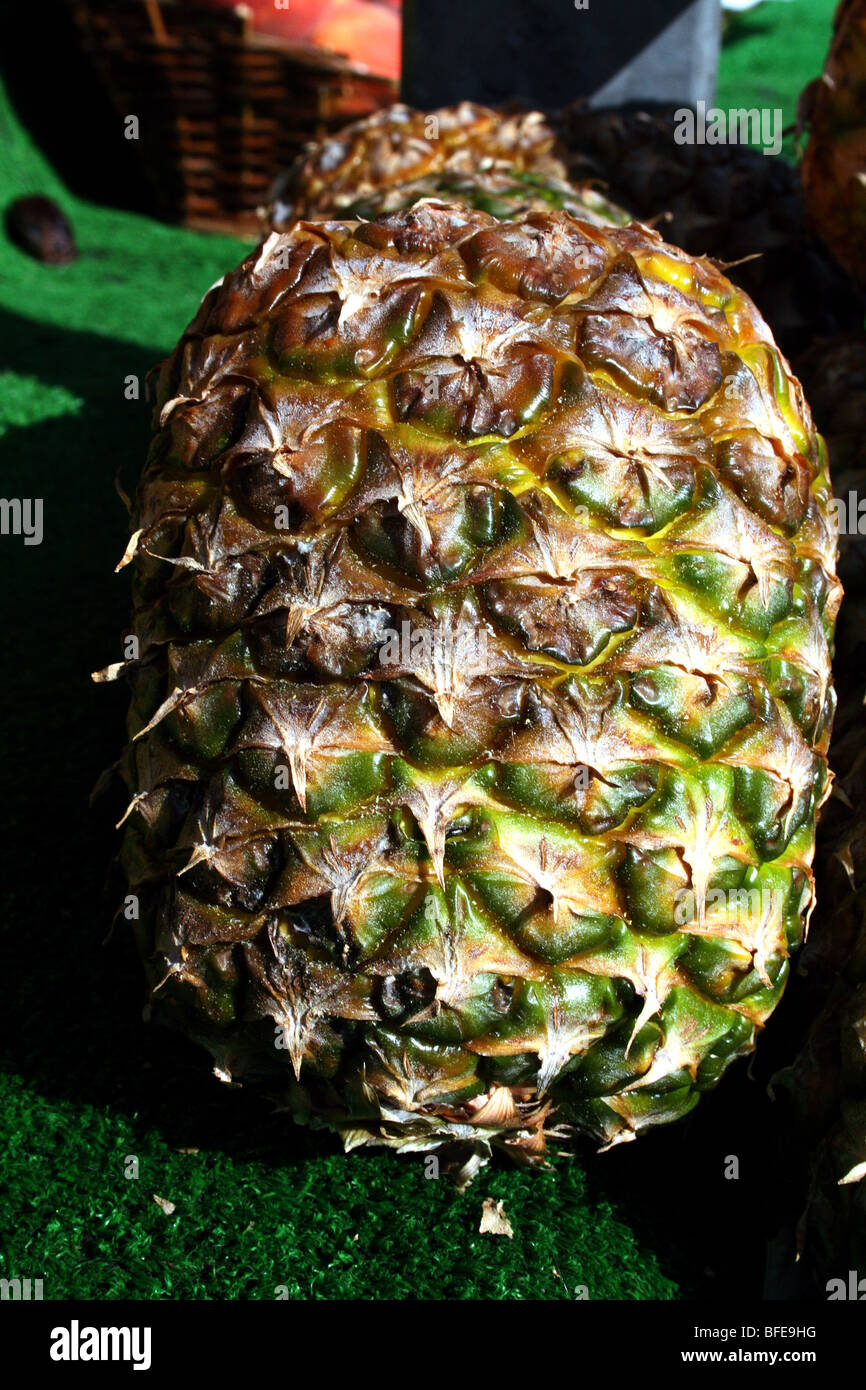 Pineapple Fruit Ananas comosus Family  Bromeliaceae Stock Photo