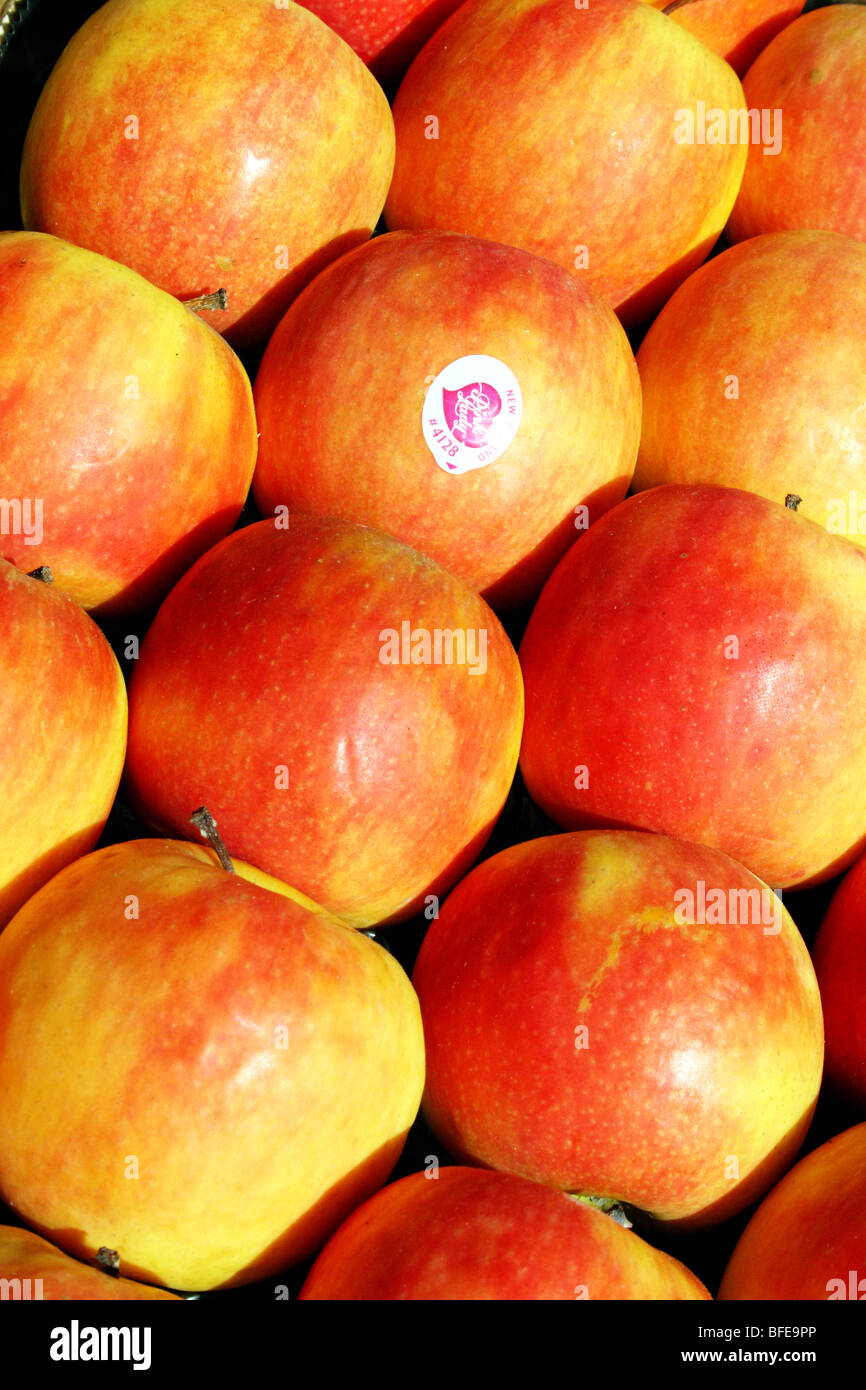 Red Apples Malus Sp Family Rosaceae a fruit widely grown on orchards variety New Zealand Pink