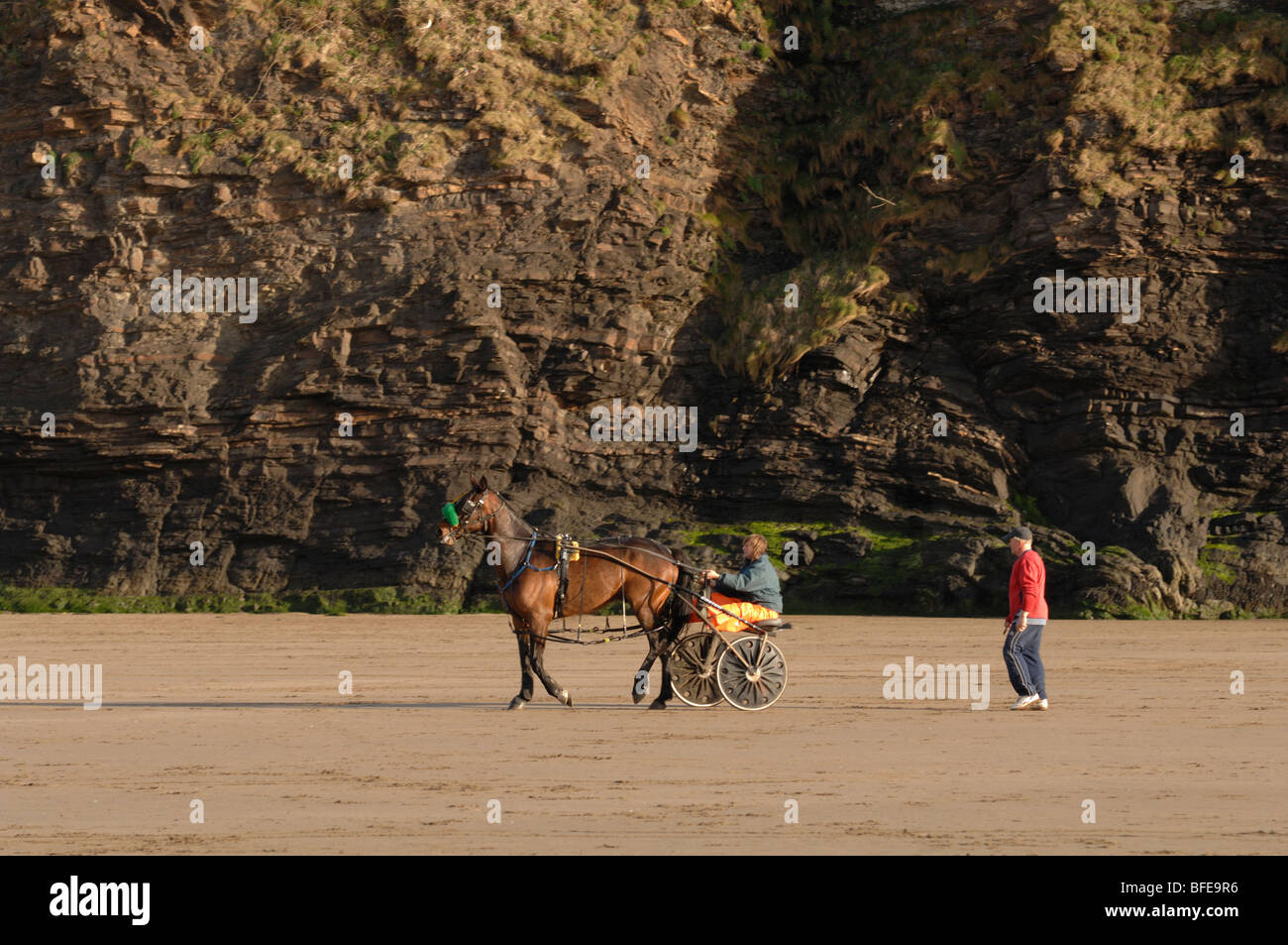 Harness racing horse, driver and buggy, Broad Haven beach, Pembrokeshire, Wales, UK, Europe Stock Photo