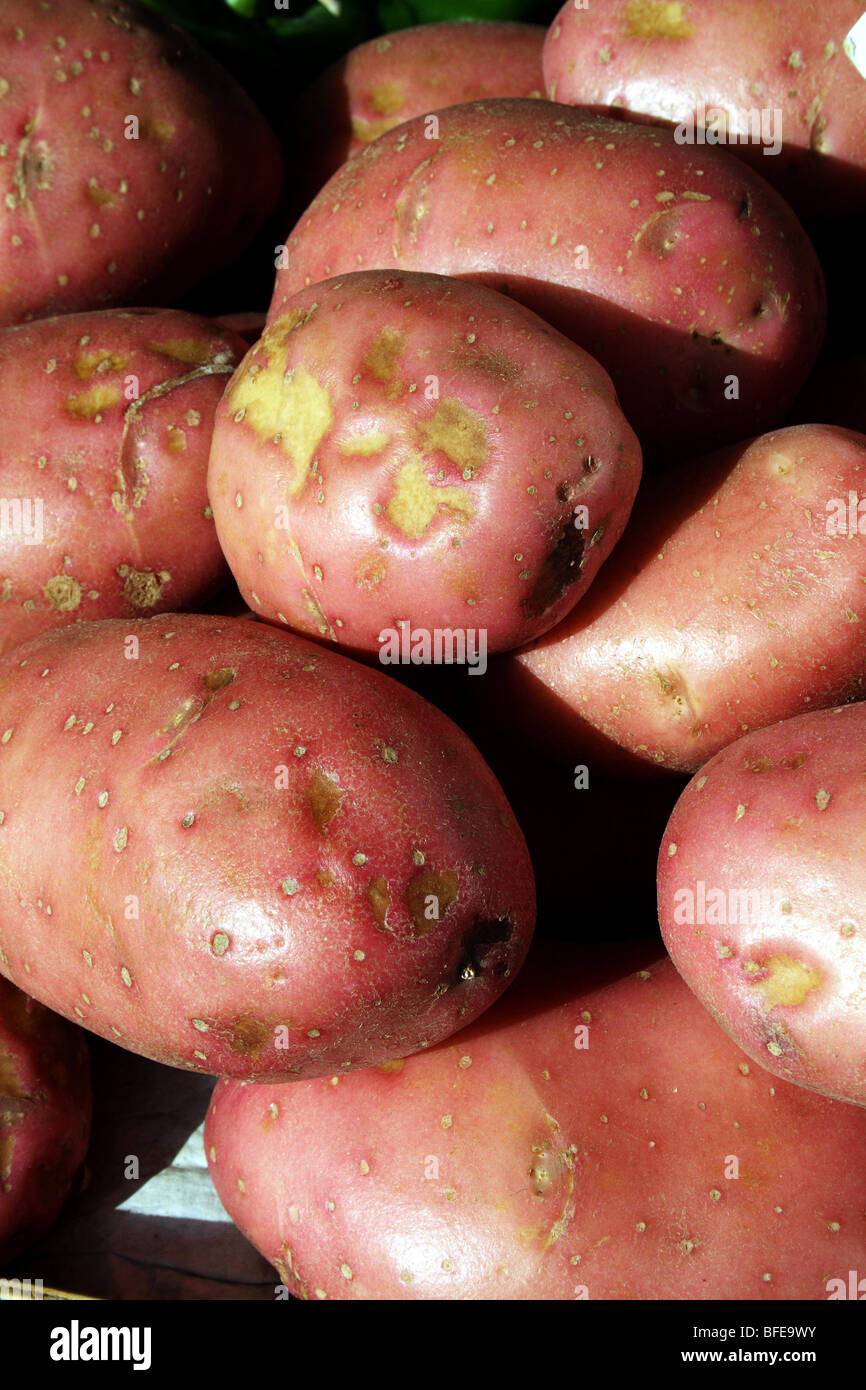 Potatoes of a Pink Variety the tuber source of staple Carbohydrate Family Solanaceae Stock Photo