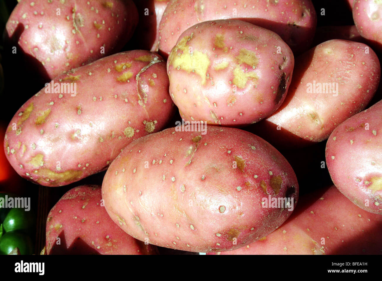 Potatoes Solanum tuberosum of a Pink Variety the tuber source of staple Carbohydrate Family Solanaceae Stock Photo