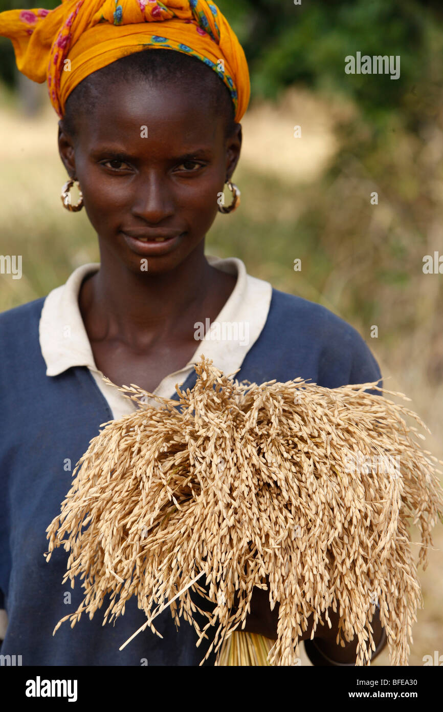 Rice farming, bignola, senegal hires stock photography and images Alamy