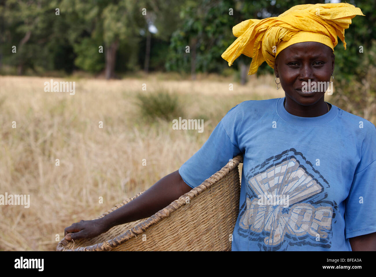 Rice farming bignola hires stock photography and images Alamy