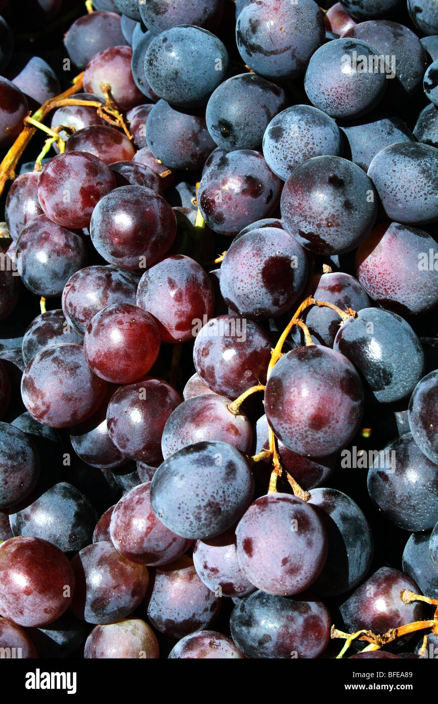 Red Grapes Vitis vinifera  a liana of the Family Vitaceae Stock Photo