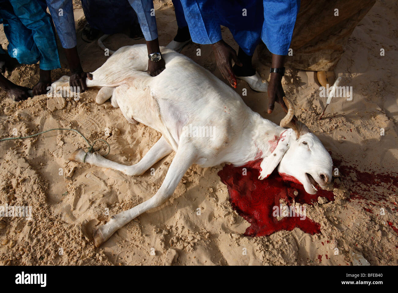 Sénégal Dakar Tabaski festival : sheep slaughtered after 