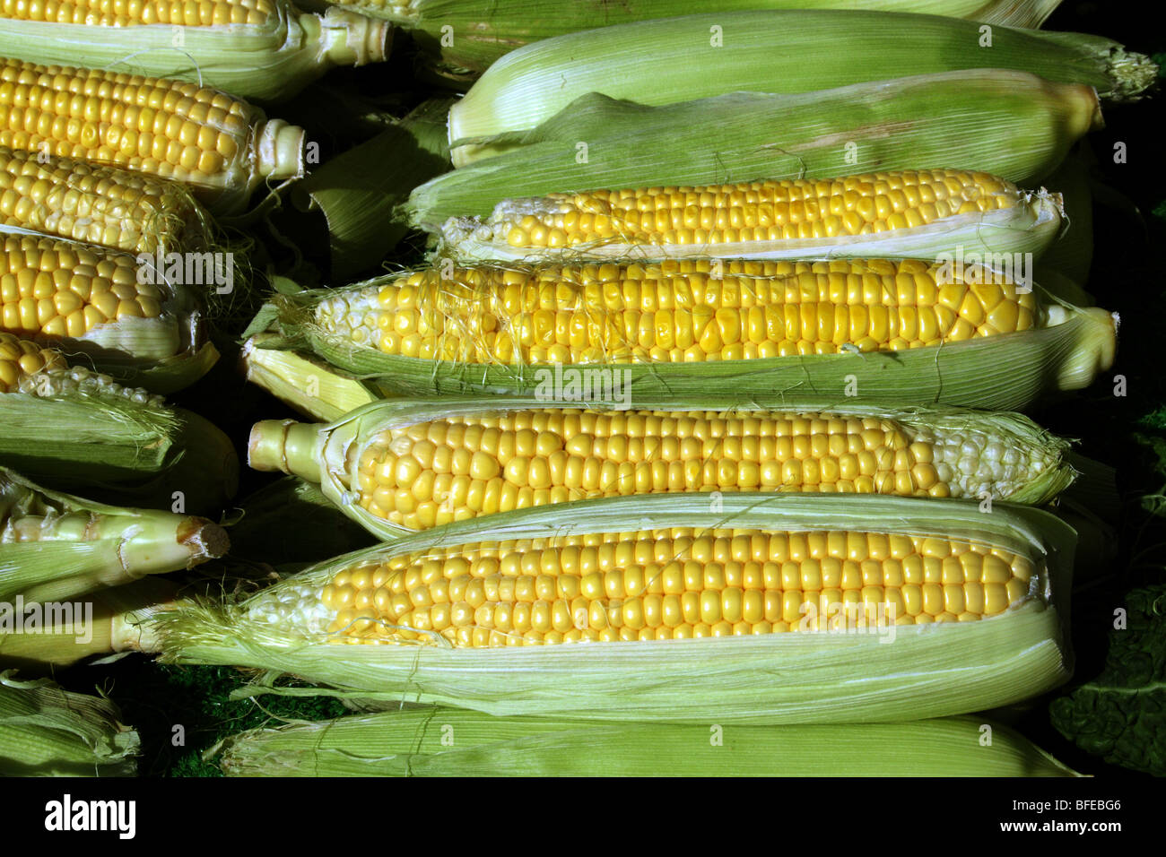 Sweet Corn Maize Zea mays Family Poaceae a staple rich in Fibre and carbohydrate Stock Photo