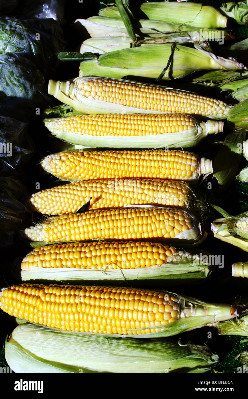 Sweet Corn Maize Zea mays Family Poaceae a staple rich in Fibre and carbohydrate Stock Photo