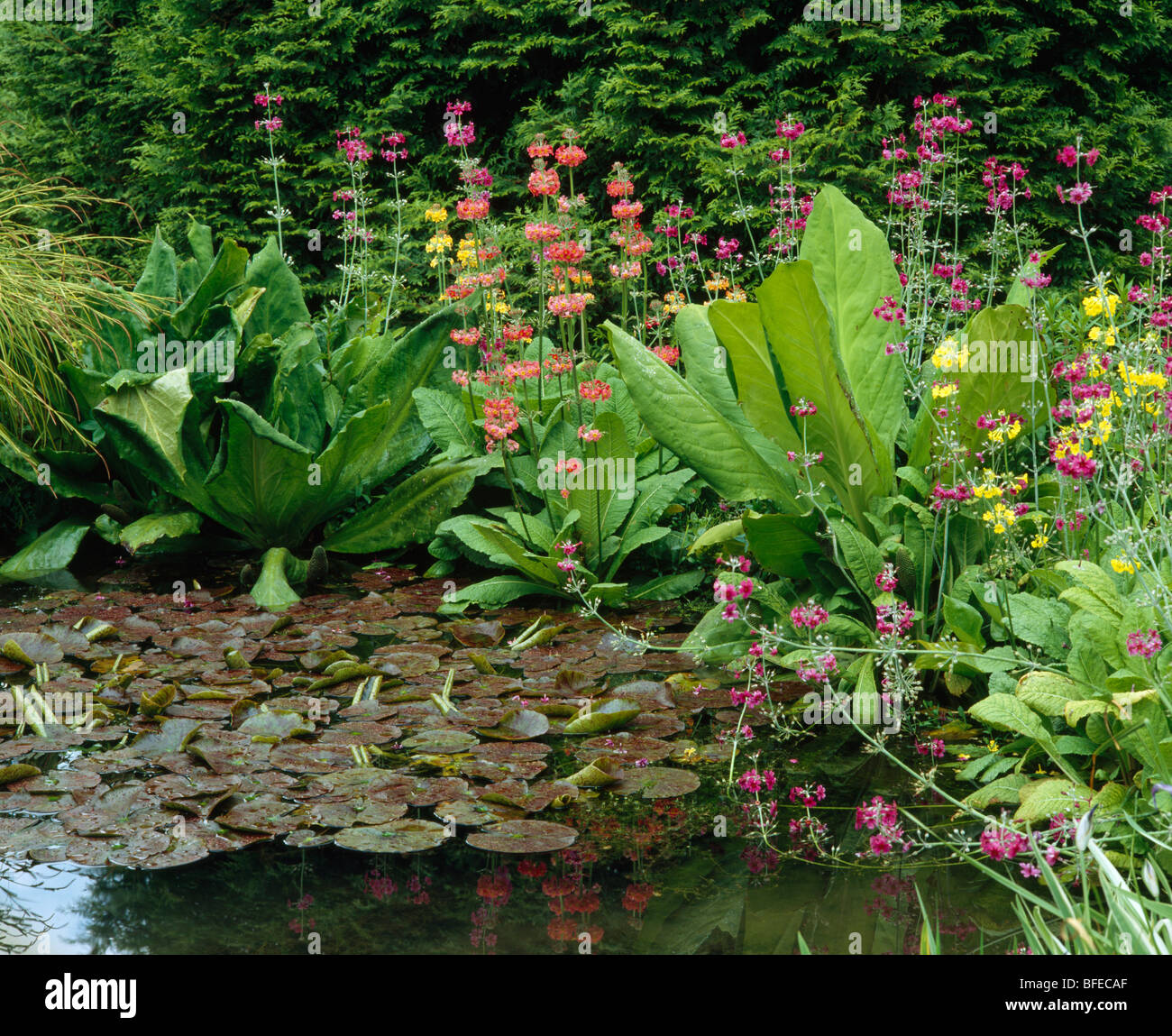 Pink and red candelabra primulas at the edge of a pond with water-lilies in leaf Stock Photo
