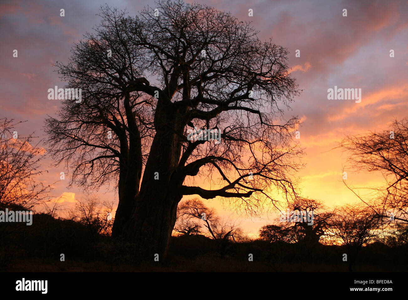 Baobab Tree Adansonia digitata Silhouetted At Sunset, Taken near Yaeda Chini, Tanzania Stock Photo