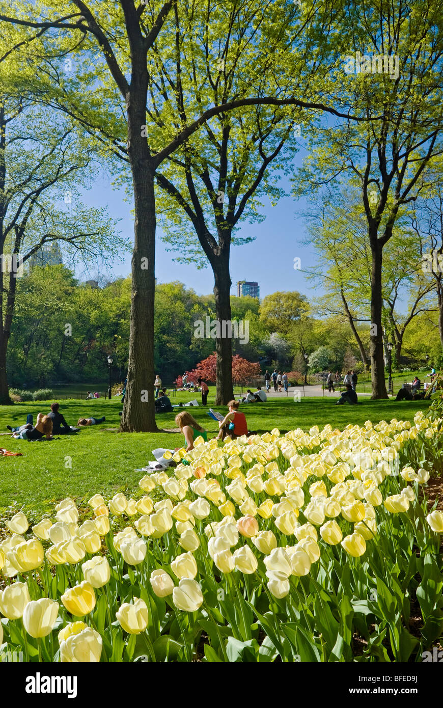 Springtime flowers bloom in Central Park, New York City. Stock Photo
